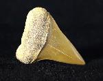 Carcharodon hastalis (AGASSIZ 1838) - Bild © FossNet FossilienStore